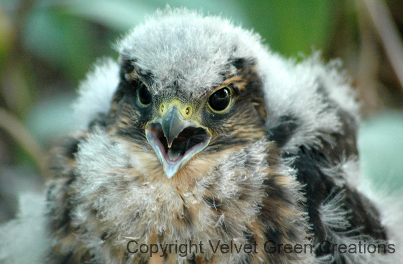 Young Merlin Hawk